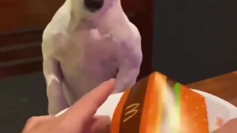 Funny Animal's Video 😂😂😂