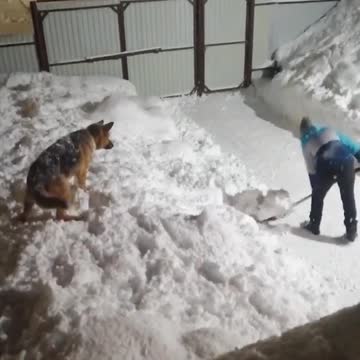 At least someone is happy with the snow!