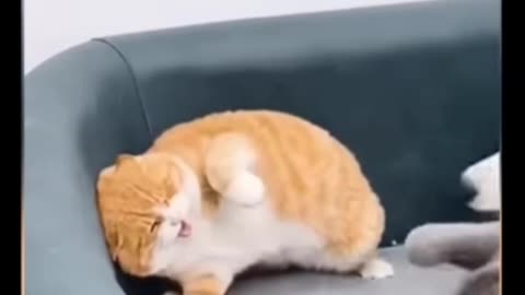 Funniest Animals video