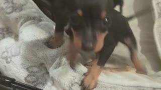 Miniature pinscher puppies