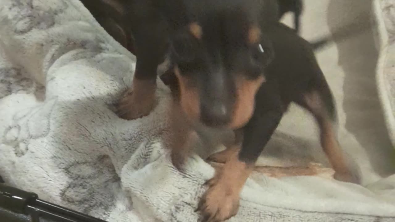 Miniature pinscher puppies