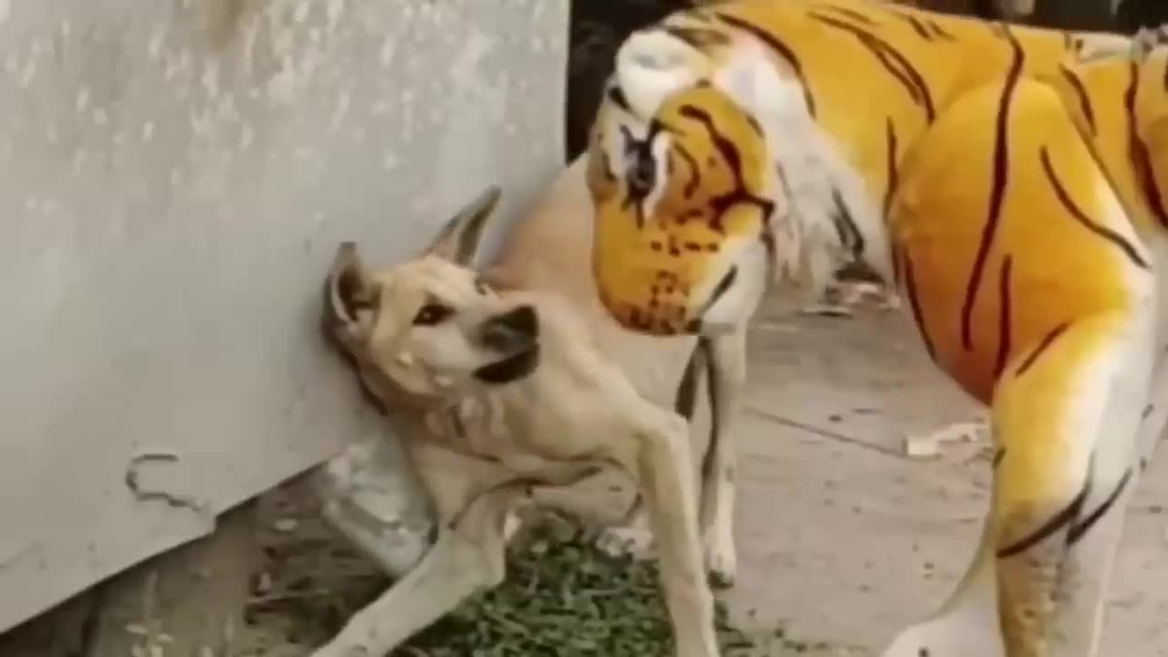 Troll Prank Dog Funny & fake Lion and Fake Tiger Prank