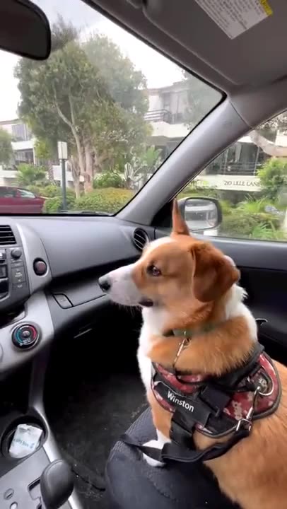 Dogs Funny Reaction to Car Wipers! #dogfunny #dog #funnyanimals #dogshorts #dog_life