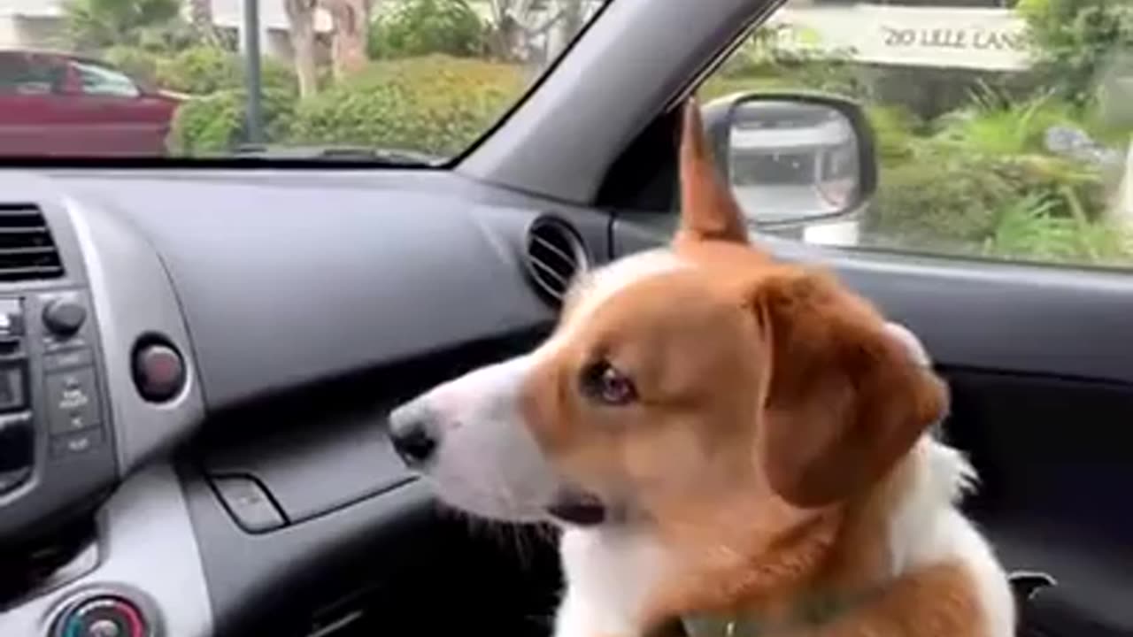 Dogs Funny Reaction to Car Wipers! #dogfunny #dog #funnyanimals #dogshorts #dog_life