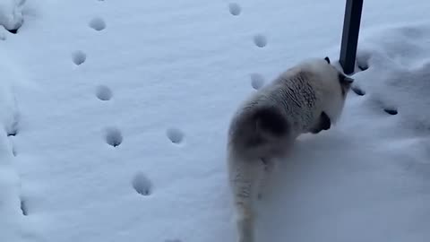 Feline Follows in Friend's Paw Prints || ViralHog