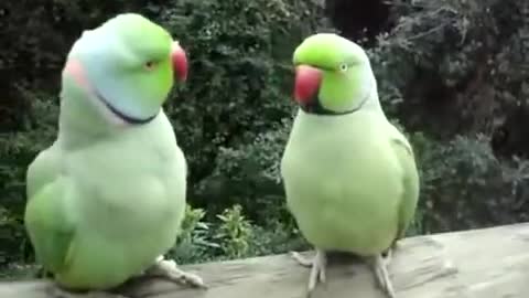 I wonder what they're talking about??? Parrots in the wild!