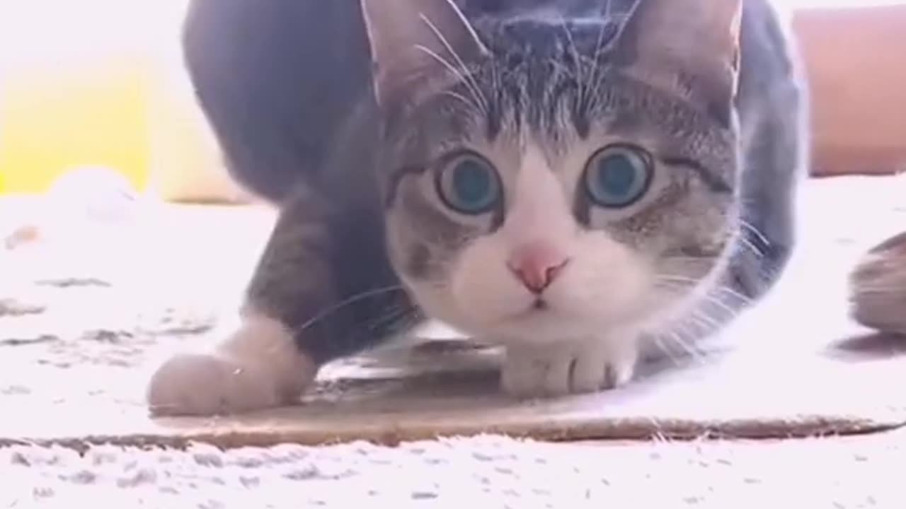 Funny cat