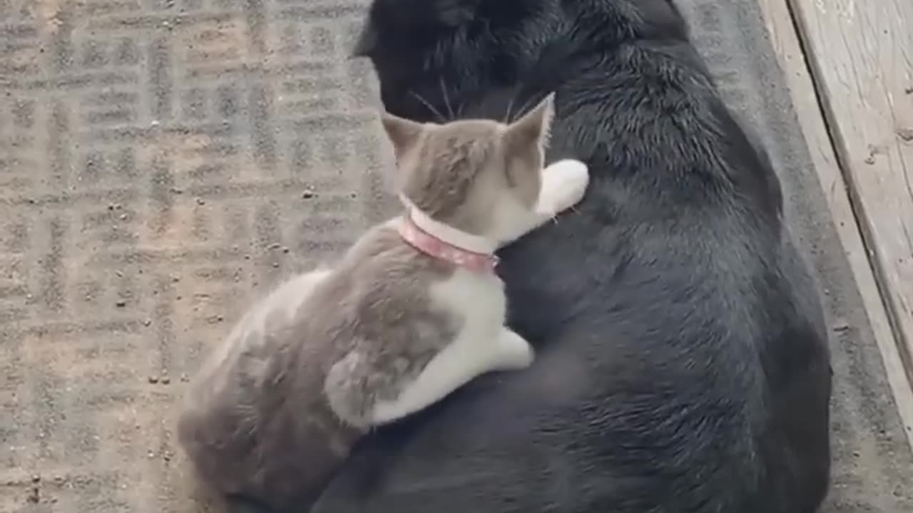 Ultimate Compilation of Funny DOGS! #Funny #Dogs #Puppies