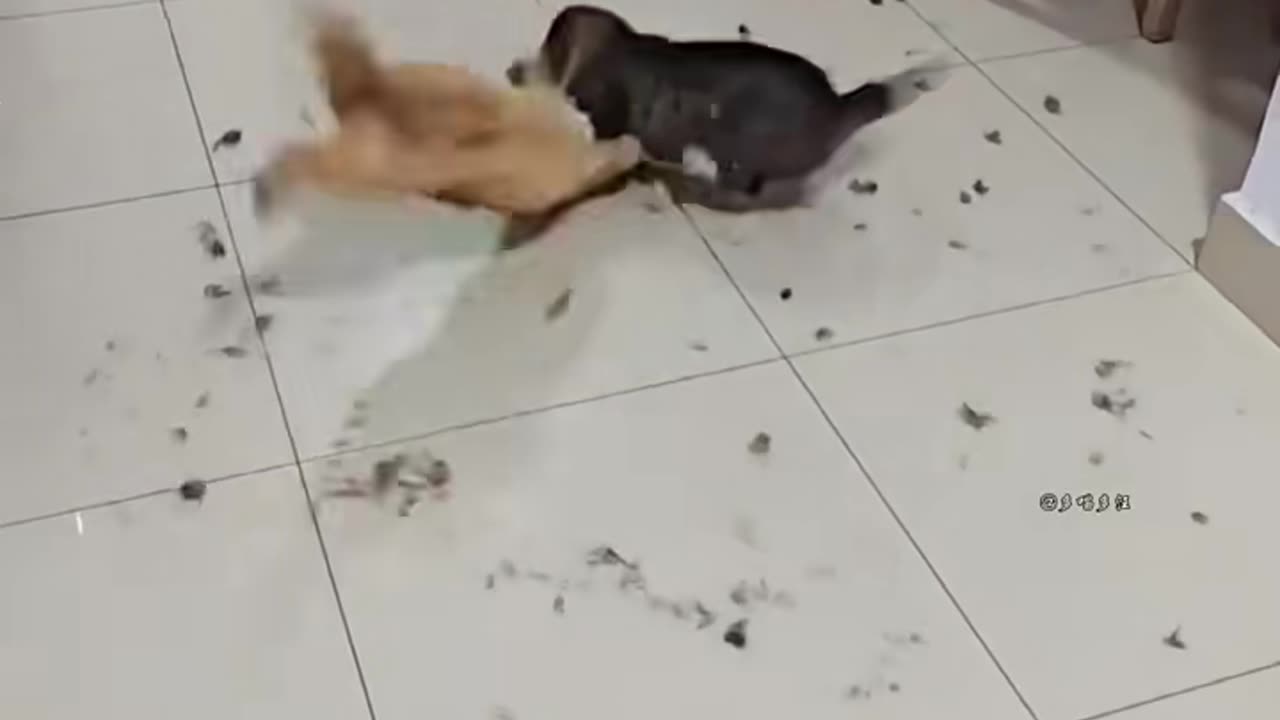 Cat to cat fite so funny 🤣 video #cat #funy# viral funny videos