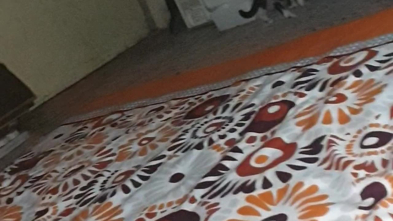 lovely smart cats