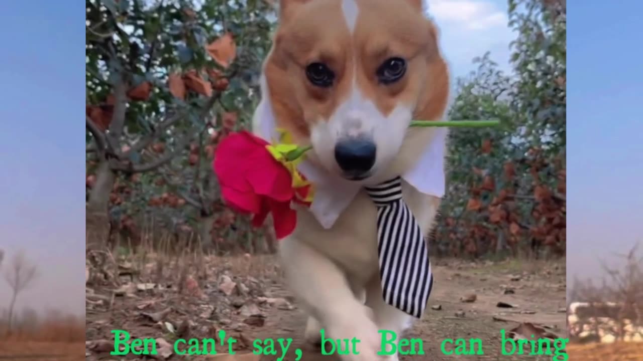 Ben the romantic dog