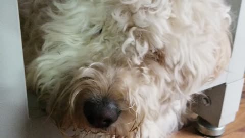 Goldendoodle morning attitude