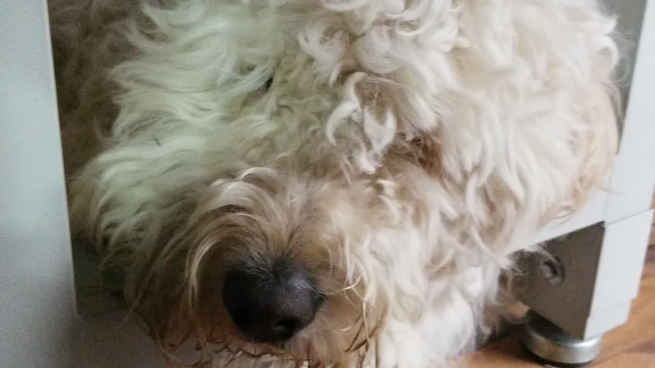 Goldendoodle morning attitude