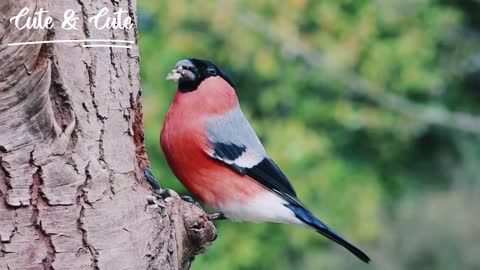 Bird eating