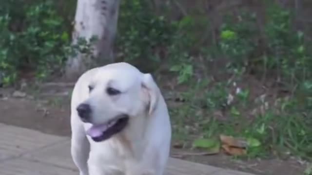 Dog saved blind man's life. It's Incredibly!!!