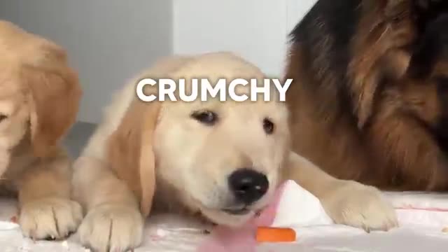 German Shepherd Reviews Food With Puppies