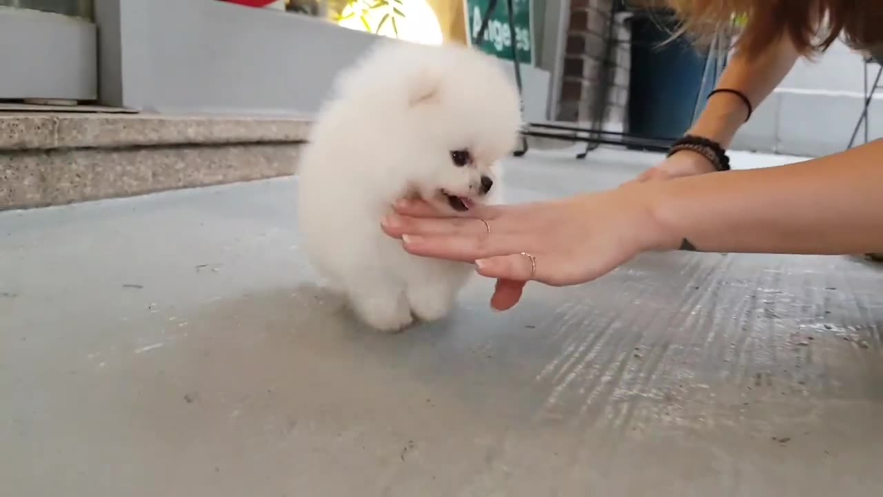 Cute and Lovely puppy