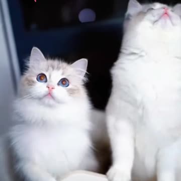 Cute cat videos | fanny cat videos | cat videos |