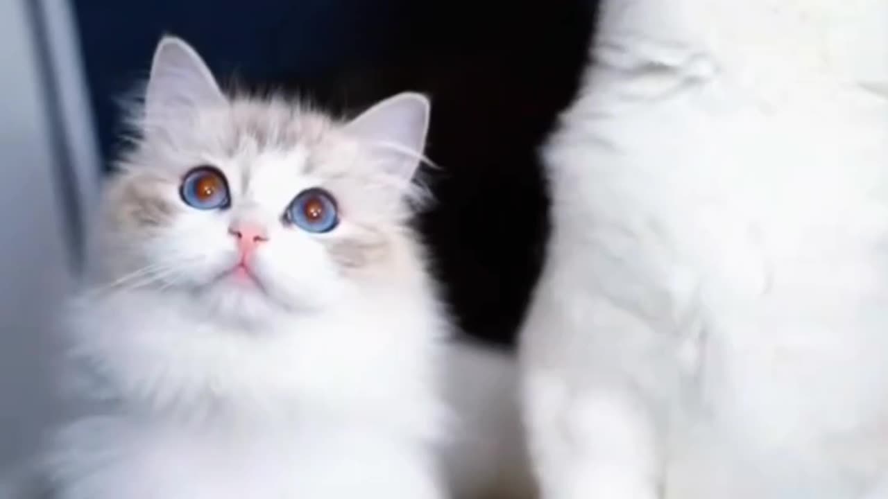 Cute cat videos | fanny cat videos | cat videos |