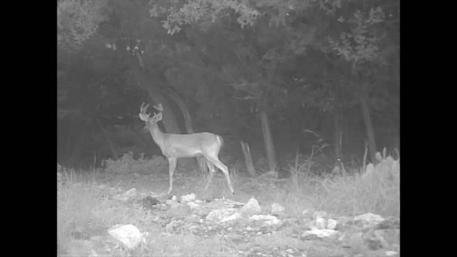 Deer Cam 2022