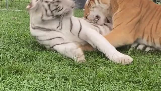 Are these two tigers husband and wife?