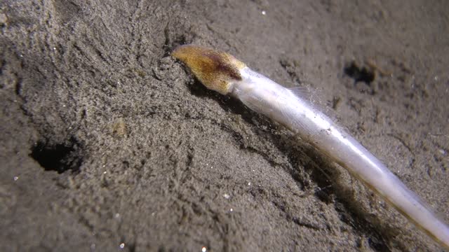 Creepy Sea Worm Devours Live Fish