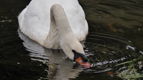 Beautiful Swan