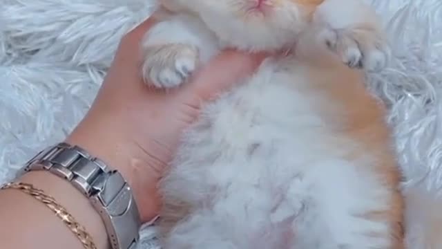 Beautiful. Activity of Cats