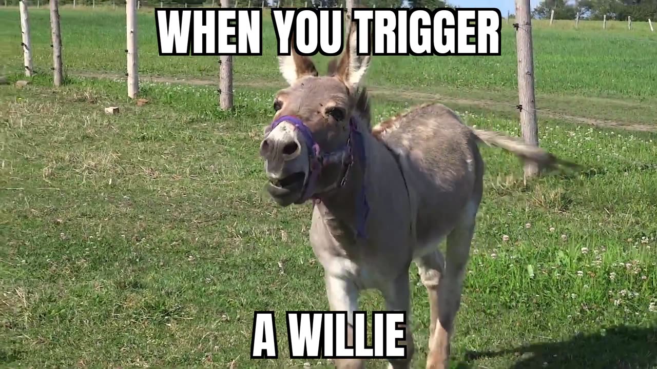 To trigger a Willie