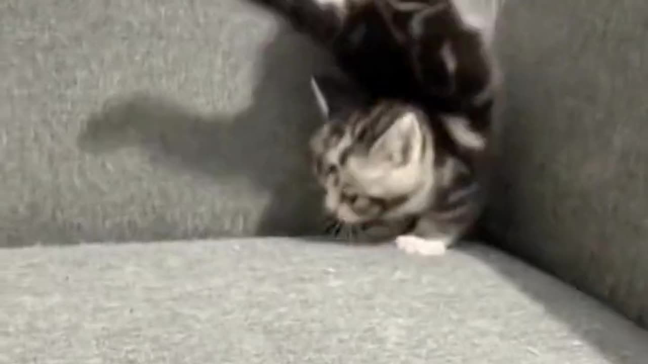 Funny Video