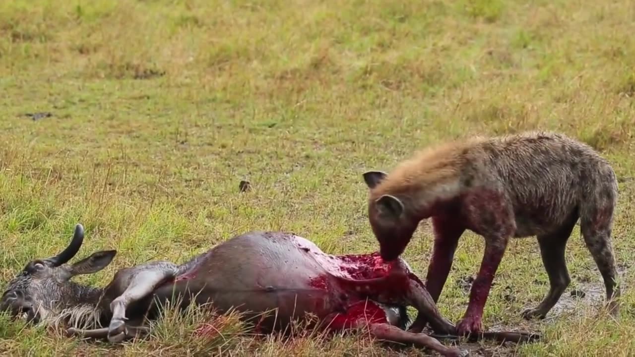 Hyena and its bloody meal.😨