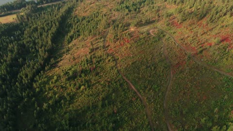 Panning forest shot