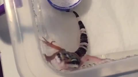 Cute Screeching Baby Leopard Gecko