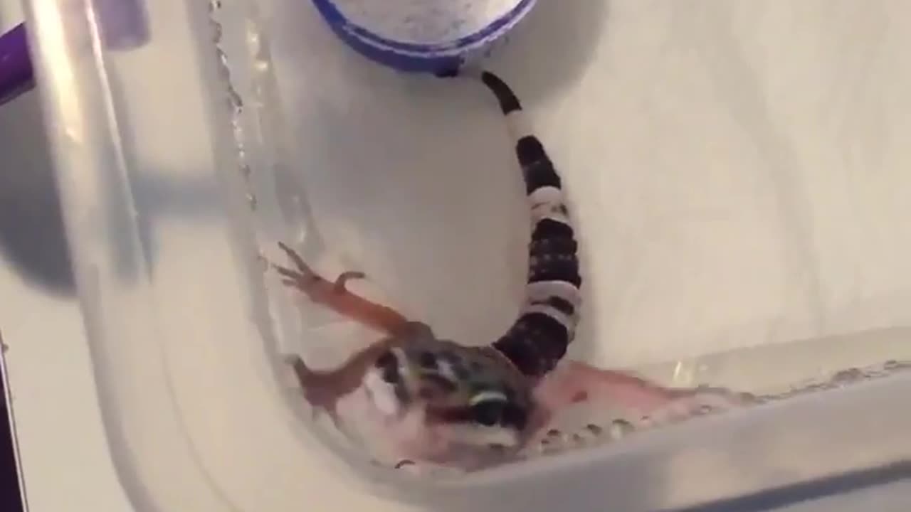 Cute Screeching Baby Leopard Gecko