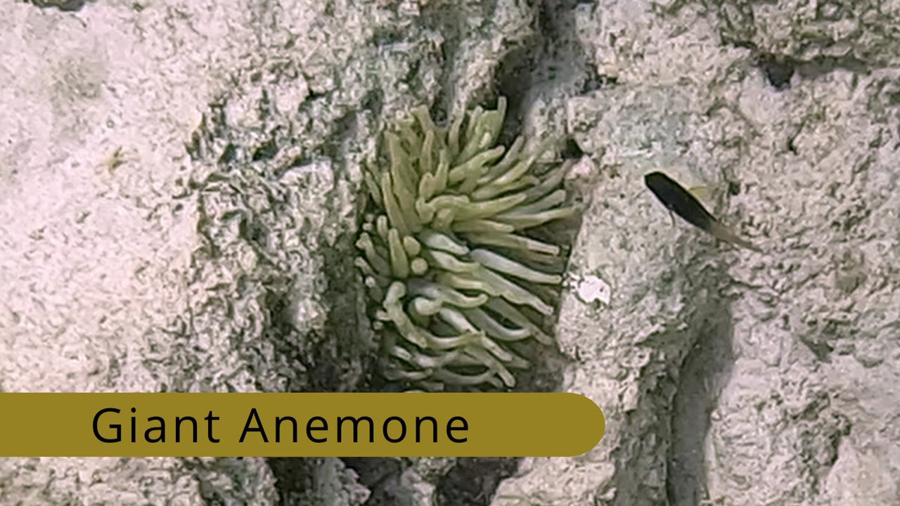 Giant Anemone