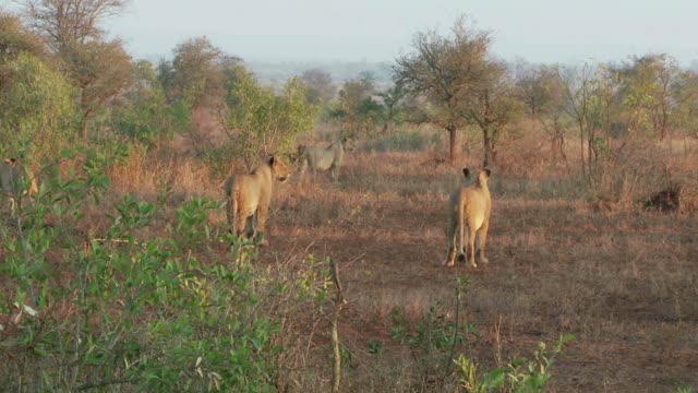 Three Lions In A Field