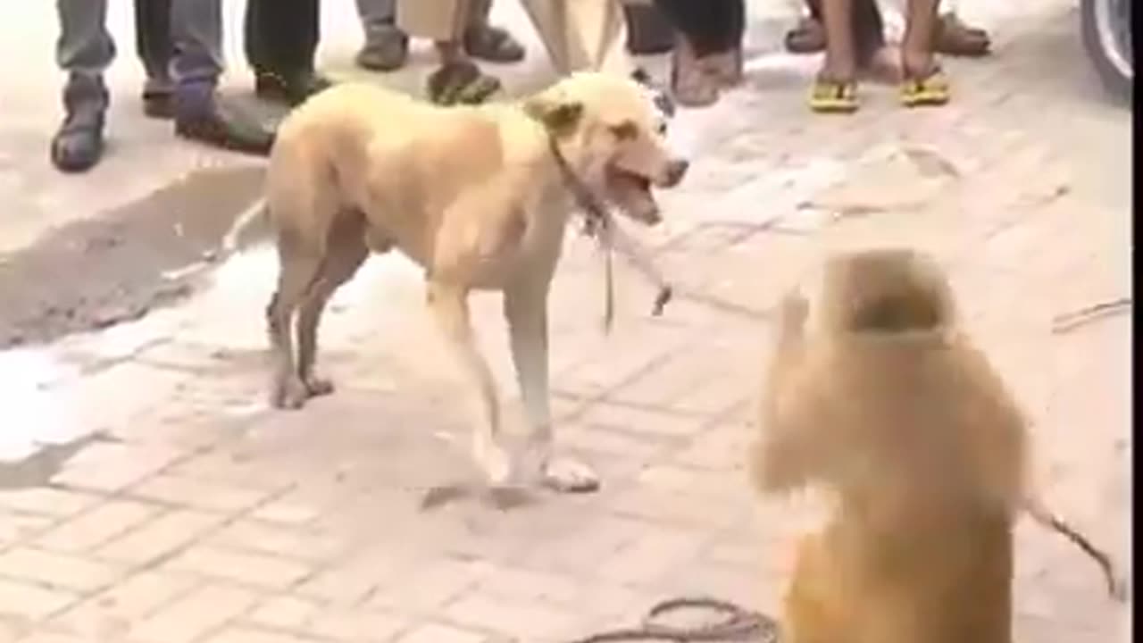 dog and monkey fight