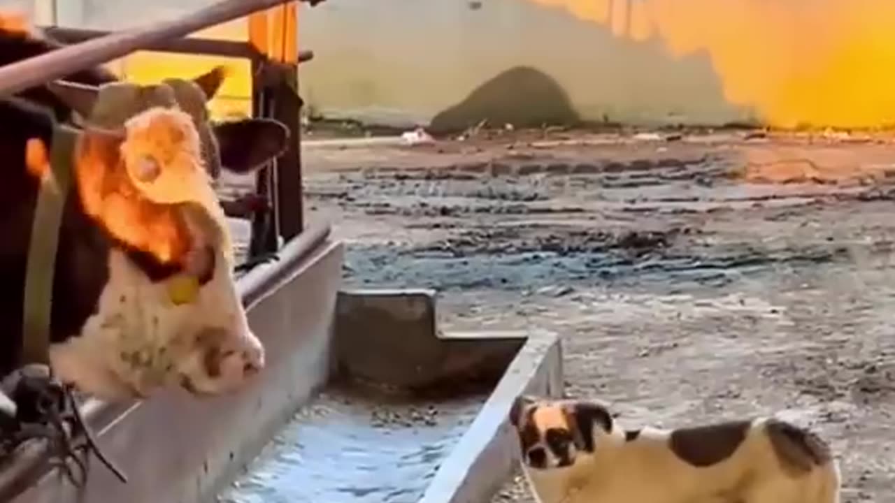 Funny Animal Videos 2023 Best Dogs And Cats Videos 😺😍