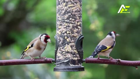 Bird's Beauty // Beauty of Nature