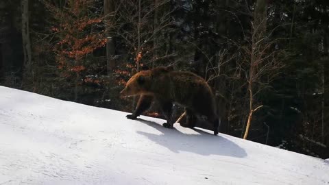 Skiing with the bear on the slope - 9 Martie 2021, Partia Cocosul Predeal Romania, by Mister Fox