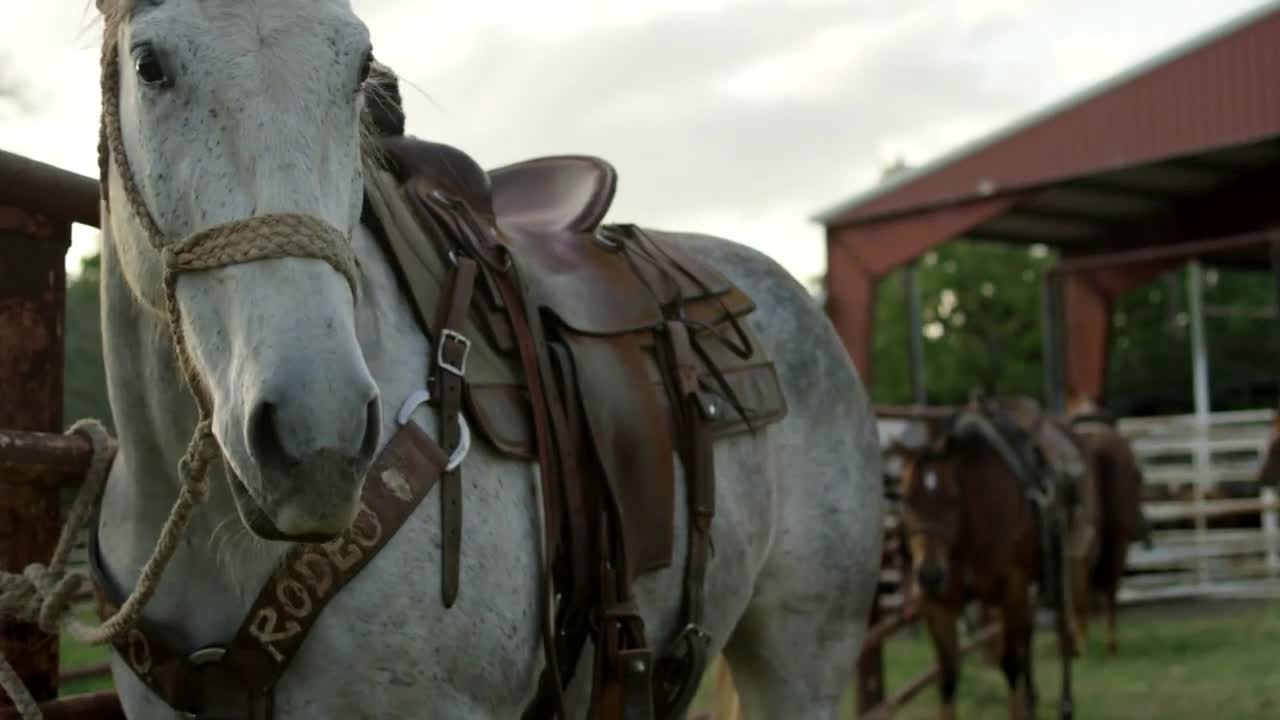 Rodeo Horse Tied to Post, Texas Rodeo