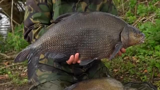 Who Enjoys fishing for specimen Bream