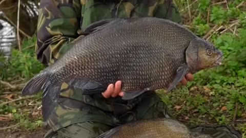 Who Enjoys fishing for specimen Bream