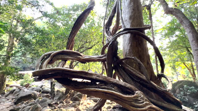 KERALA FOREST TREE
