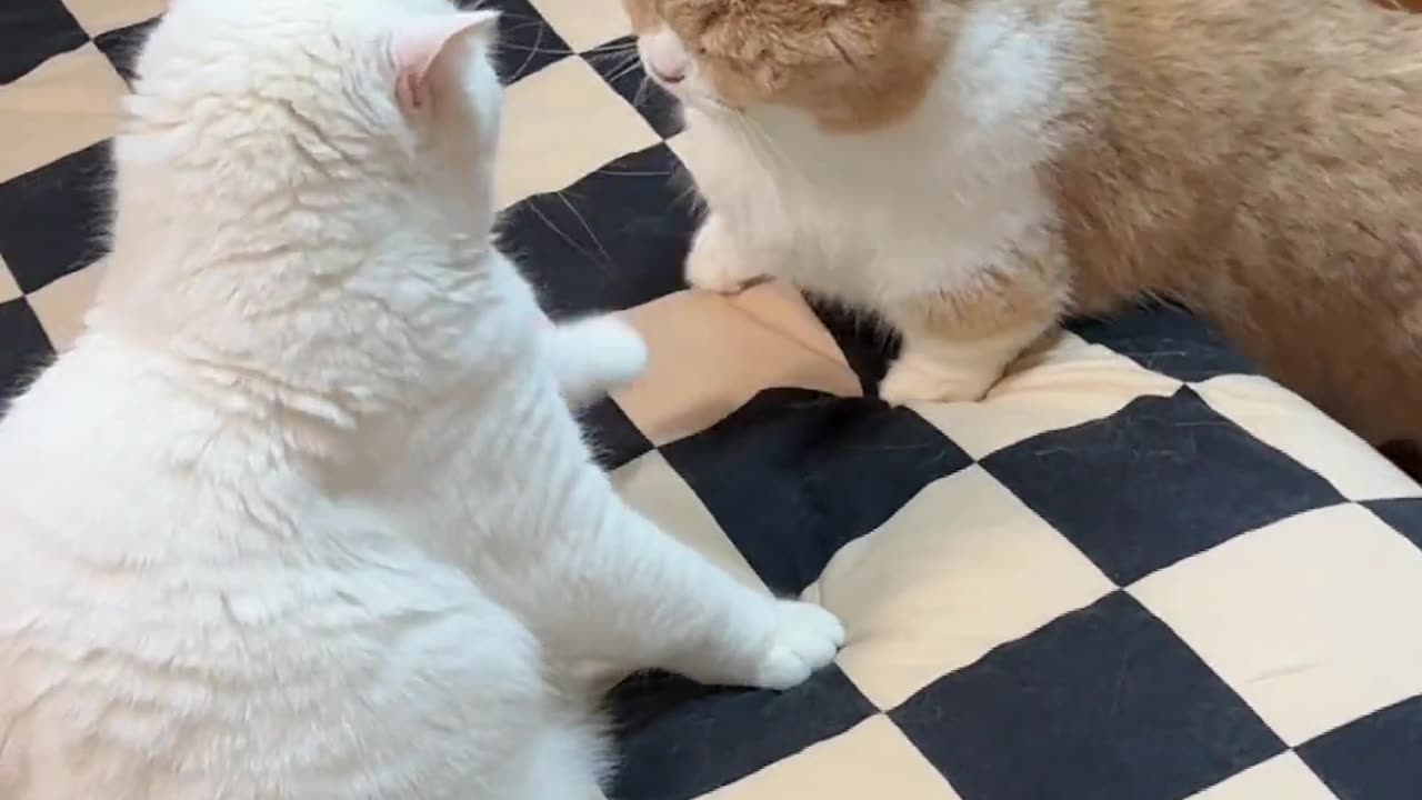 Cat funny love fight