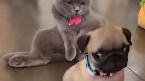 Cute and Funny pet Videos Compilation