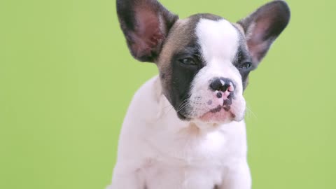 The French Bulldog