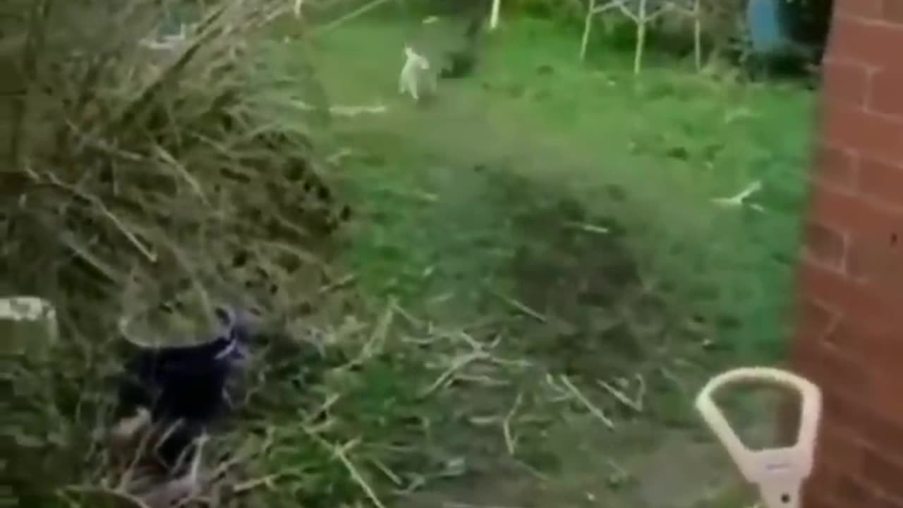 Funny and Cute Animal Videos Everyday