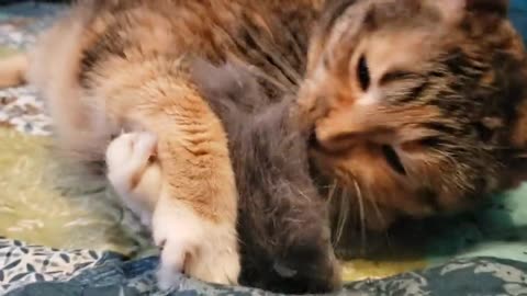 Cat's Mouse Toy Delight 😻😻🐀🐀