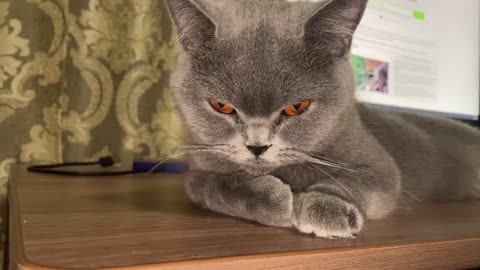 The Cat closes its Eyes while Licking
